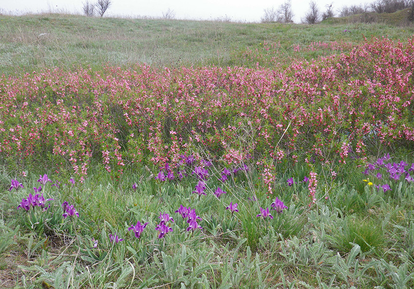  карликовий